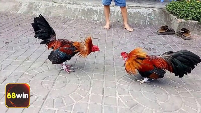 Đá Gà Thomo 68WIN - Nguồn trận đa dạng & lịch trực tiếp