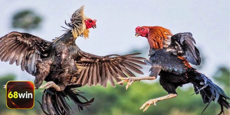 Đá Gà Thomo 68WIN - Cửa Meron (đỏ)