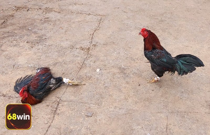 Đá Gà 68WIN - Bảo chứng minh bạch và tiêu chuẩn vận hành